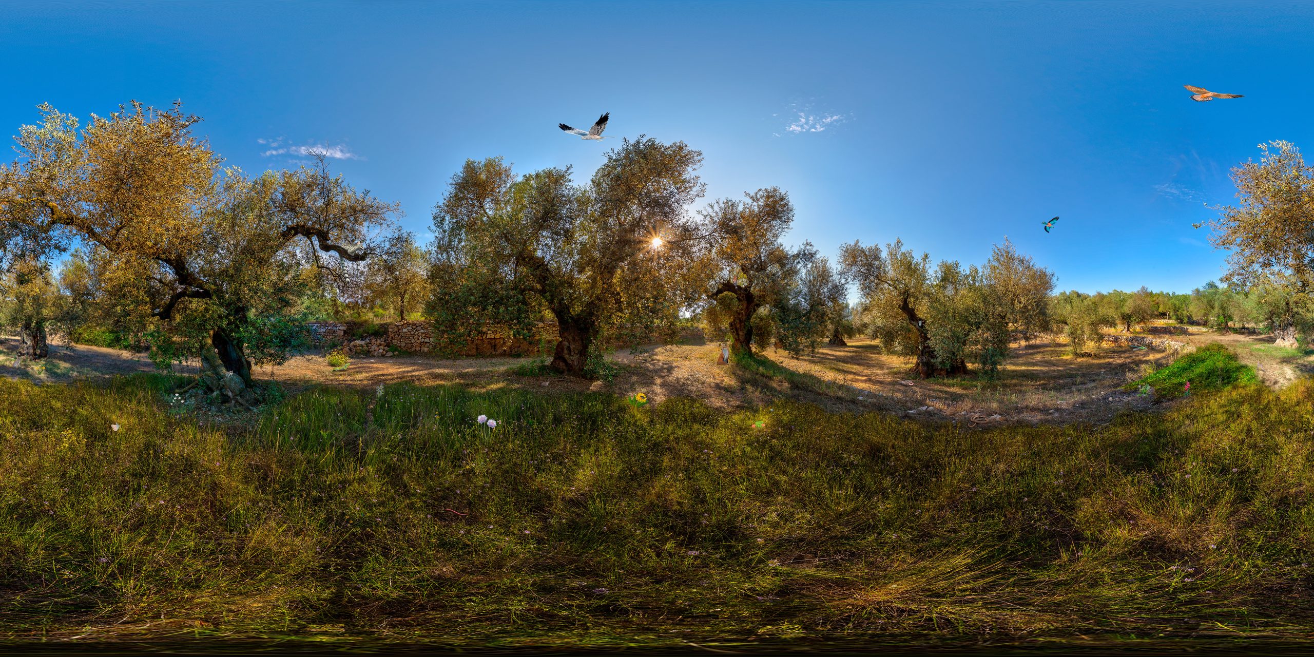Oliveres mil·lenàries